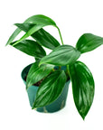 Dragon's Tail Philodendron - Green Fresh Florals + Plants