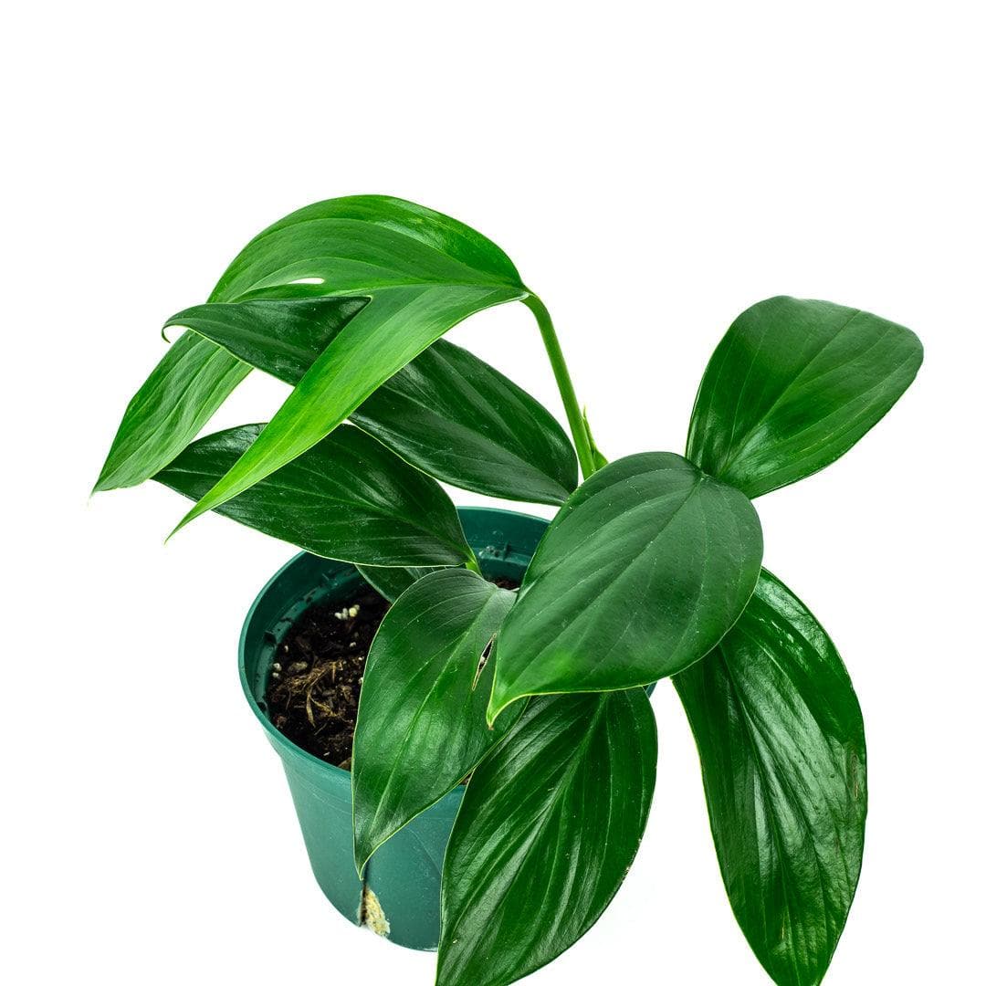 Dragon&#39;s Tail Philodendron - Green Fresh Florals + Plants