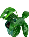 Dragon's Tail Philodendron - Green Fresh Florals + Plants