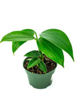 Dragon's Tail Philodendron - Green Fresh Florals + Plants