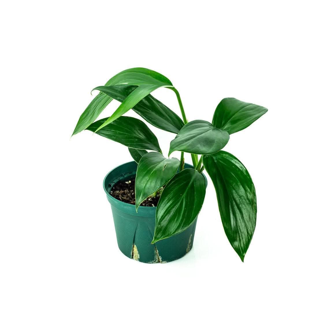 Dragon's Tail Philodendron - Green Fresh Florals + Plants