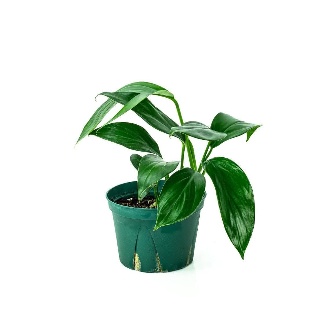Dragon's Tail Philodendron - Green Fresh Florals + Plants