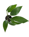 Dragon's Tail Philodendron - Green Fresh Florals + Plants