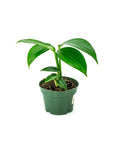 Dragon's Tail Philodendron - Green Fresh Florals + Plants