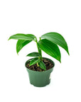 Dragon's Tail Philodendron - Green Fresh Florals + Plants