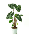 Ebony Alocasia - Green Fresh Florals + Plants