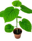 Ficus Umbellata - Green Fresh Florals + Plants