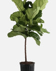 Fiddle Leaf Fig - Green Fresh Florals + Plants