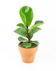 Fiddle Leaf Fig - Green Fresh Florals + Plants