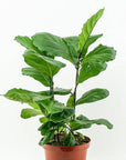 Fiddle Leaf Fig - Green Fresh Florals + Plants