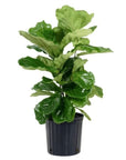 Fiddle Leaf Fig - Green Fresh Florals + Plants