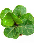 Fiddle Leaf Fig - Green Fresh Florals + Plants