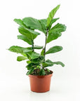 Fiddle Leaf Fig - Green Fresh Florals + Plants