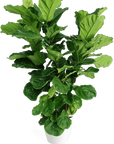 Fiddle Leaf Fig - Green Fresh Florals + Plants