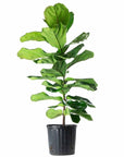 Fiddle Leaf Fig - Green Fresh Florals + Plants