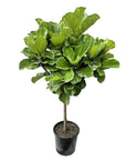 Fiddle Leaf Fig - Green Fresh Florals + Plants
