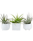 Geometric Air Plant Trio - Green Fresh Florals + Plants