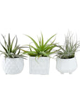 Geometric Air Plant Trio - Green Fresh Florals + Plants
