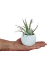 Geometric Air Plant Trio - Green Fresh Florals + Plants