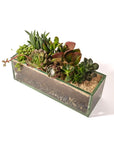 Glasshaus Succulent Planting - Green Fresh Florals + Plants