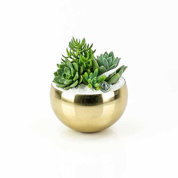 Gold + Crystal Succulent Planting - Green Fresh Florals + Plants