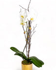 Golden Orchid Planting - Green Fresh Florals + Plants