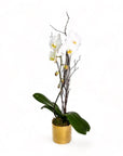 Golden Orchid Planting - Green Fresh Florals + Plants