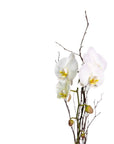 Golden Orchid Planting - Green Fresh Florals + Plants