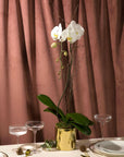 Golden Orchid Planting - Green Fresh Florals + Plants