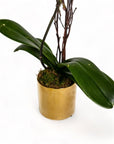 Golden Orchid Planting - Green Fresh Florals + Plants