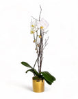 Golden Orchid Planting - Green Fresh Florals + Plants