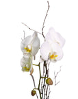Golden Orchid Planting - Green Fresh Florals + Plants