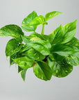 Golden Pothos - Green Fresh Florals + Plants