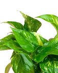 Golden Pothos - Green Fresh Florals + Plants
