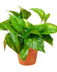 Golden Pothos - Green Fresh Florals + Plants