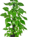 Golden Pothos - Green Fresh Florals + Plants