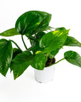 Golden Pothos - Green Fresh Florals + Plants