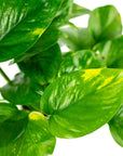 Golden Pothos - Green Fresh Florals + Plants