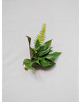 Green Monochrome A la Carte Corsage - Green Fresh Florals + Plants