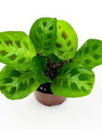 Green Prayer Plant - Green Fresh Florals + Plants