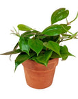 Heart Leaf Philodendron - Green Fresh Florals + Plants
