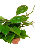 Heart Leaf Philodendron - Green Fresh Florals + Plants