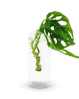 Highball Propagation Vase - Green Fresh Florals + Plants