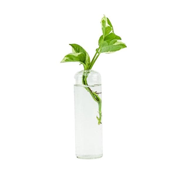 Highball Propagation Vase - Green Fresh Florals + Plants
