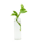 Highball Propagation Vase - Green Fresh Florals + Plants