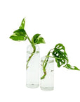 Highball Propagation Vase - Green Fresh Florals + Plants