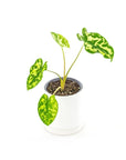 Hilo Beauty Alocasia - Green Fresh Florals + Plants