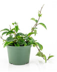 Hoya Carnosa - Green Fresh Florals + Plants
