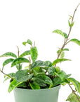 Hoya Carnosa - Green Fresh Florals + Plants
