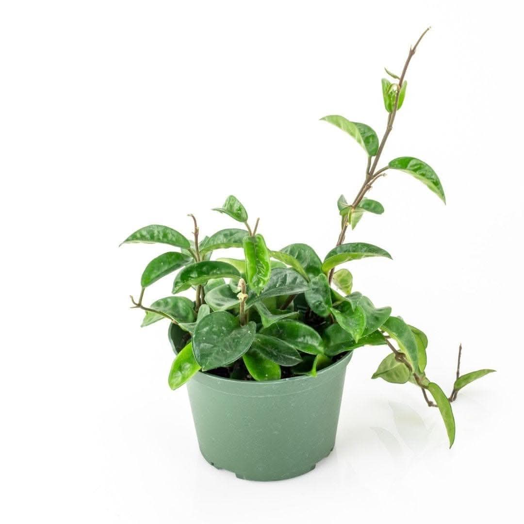 Hoya Carnosa - Green Fresh Florals + Plants